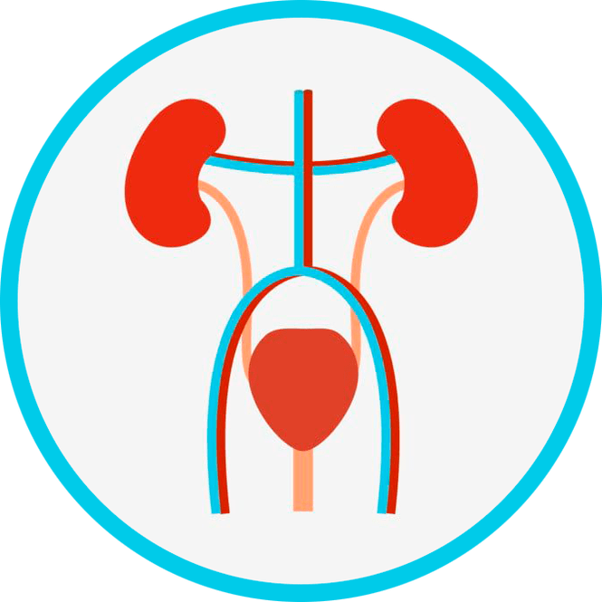 Urogenitaalsüsteemi anatoomia